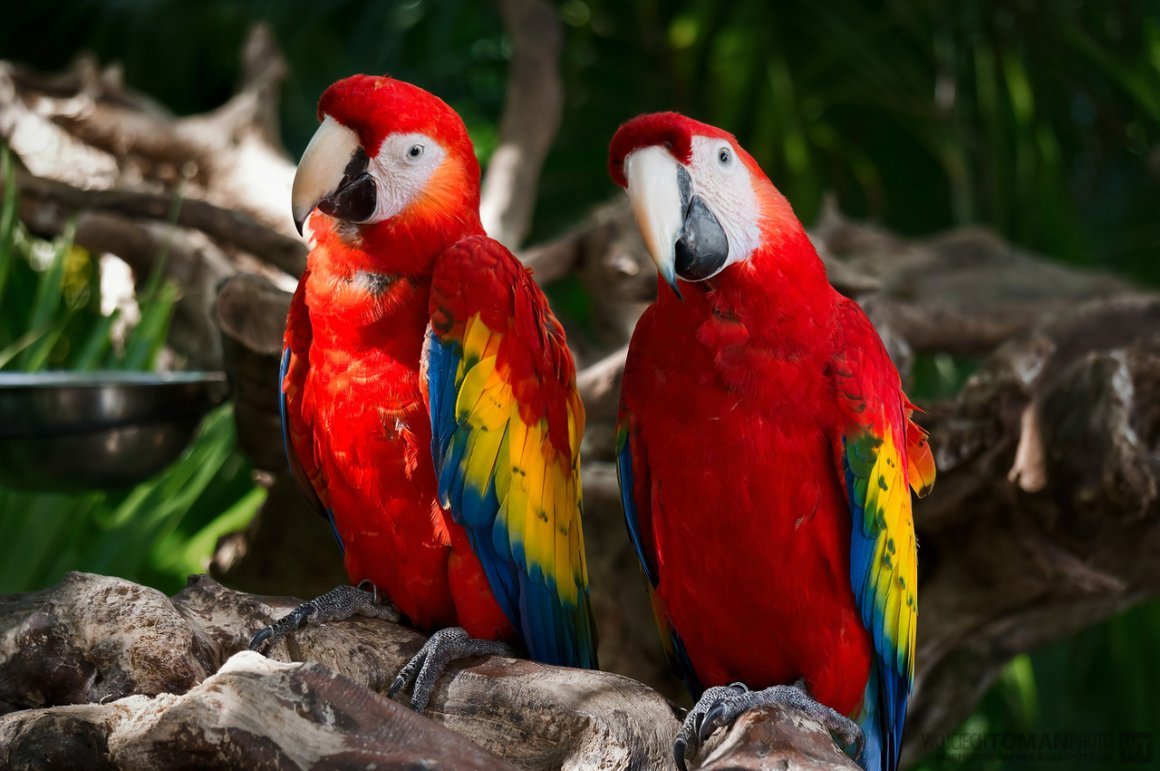 Кубинский ара