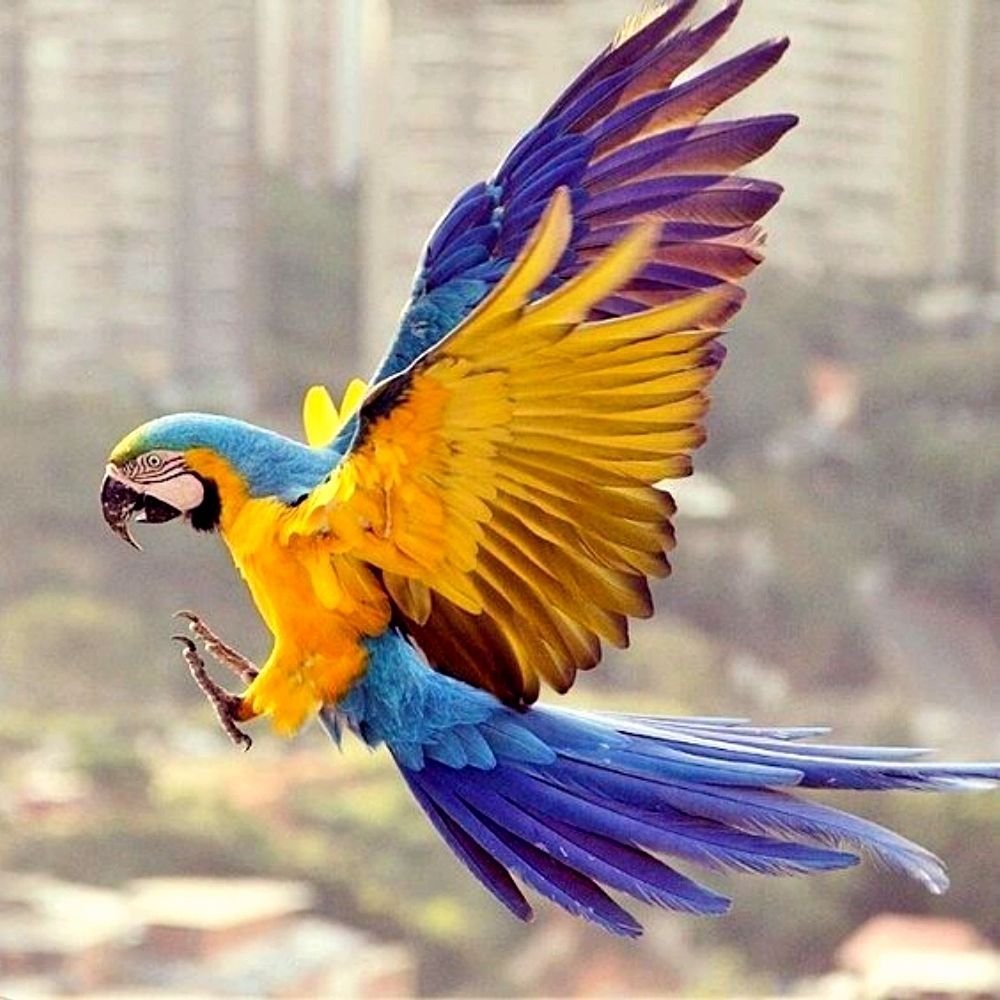 Попугай ара с расправленными крыльями вид сзади