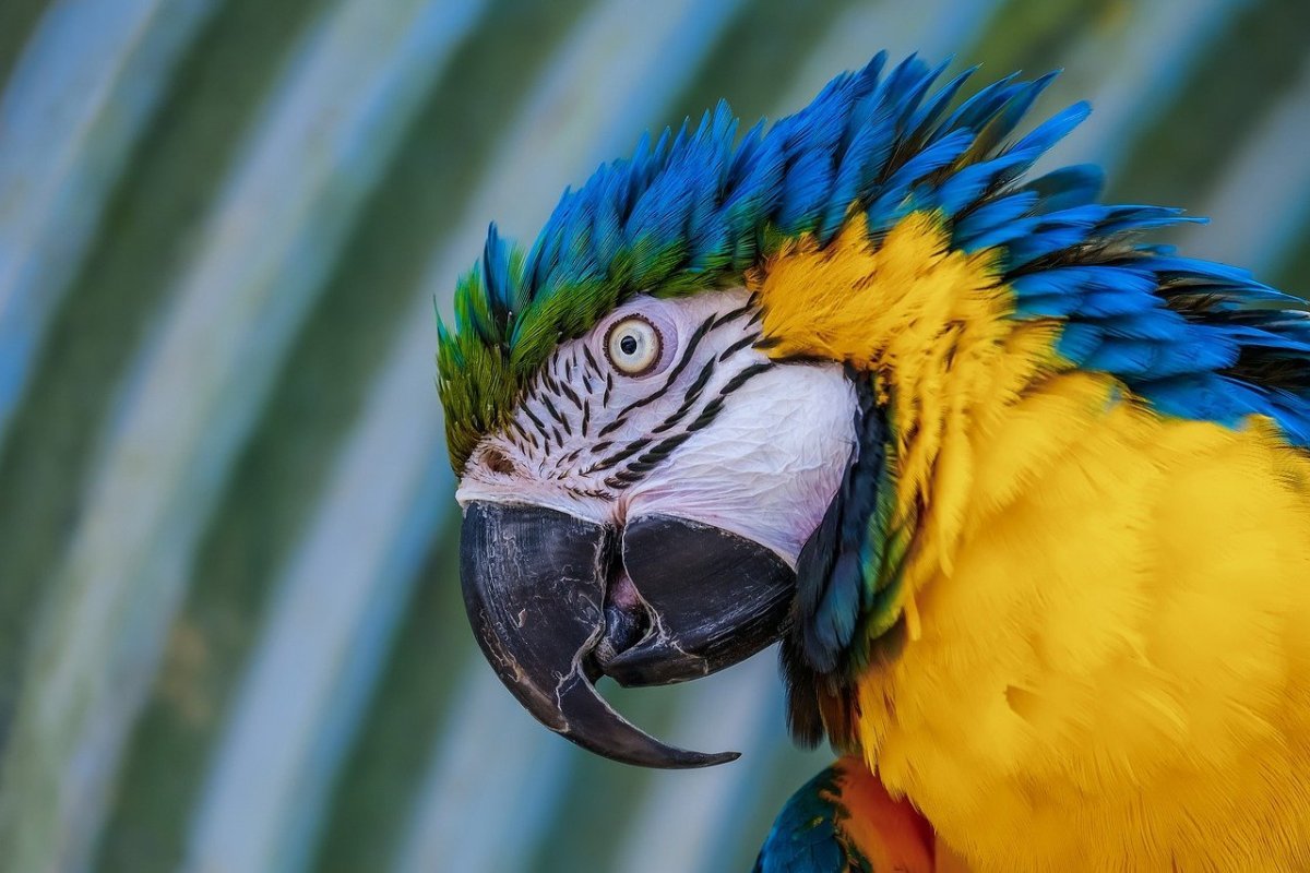 Попугай с желтым гребешком