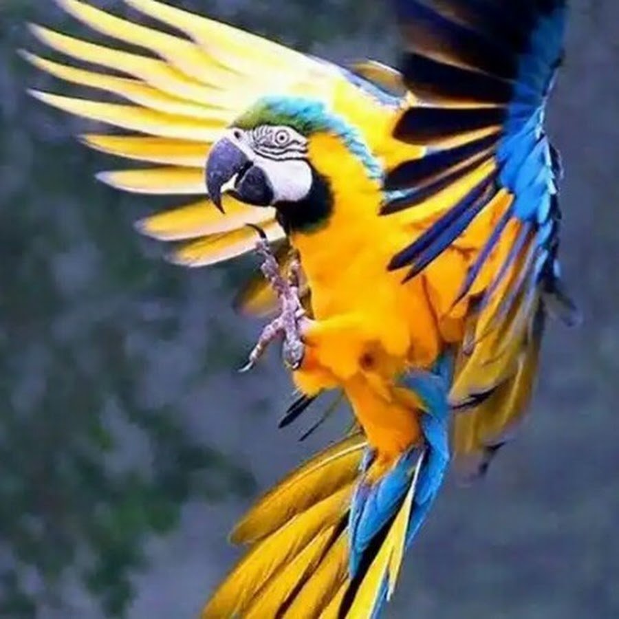 Арара попугай