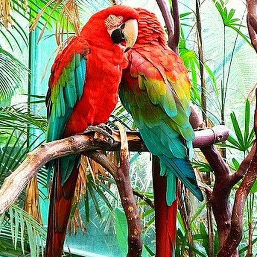 Длиннохвостый ара