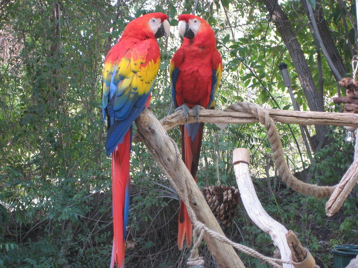 Попугай ара