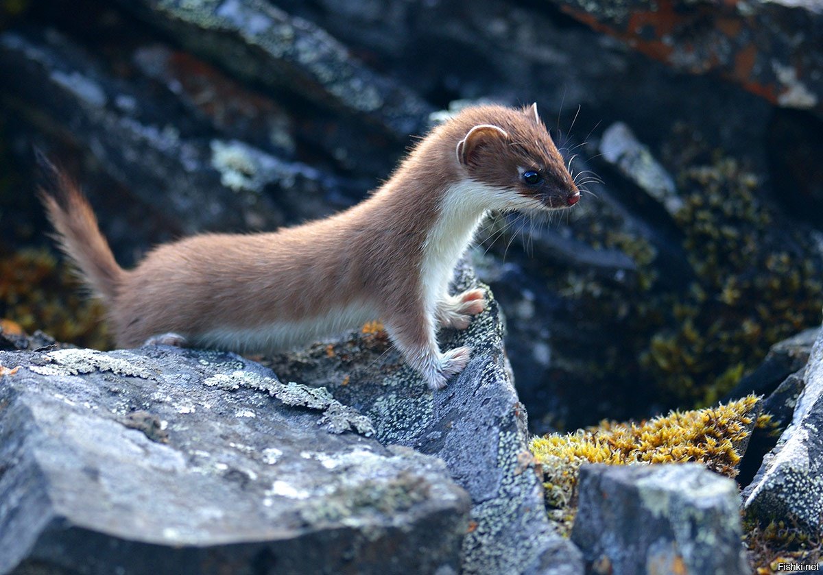 Сибирский горностай