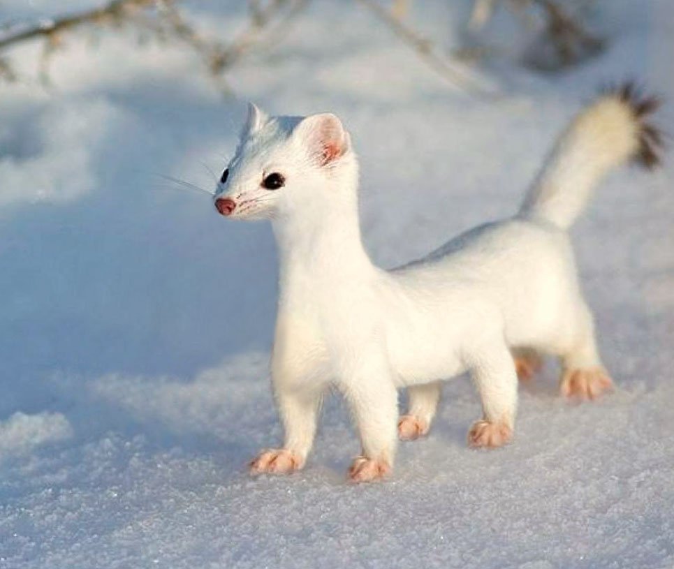 Горностай Арктический