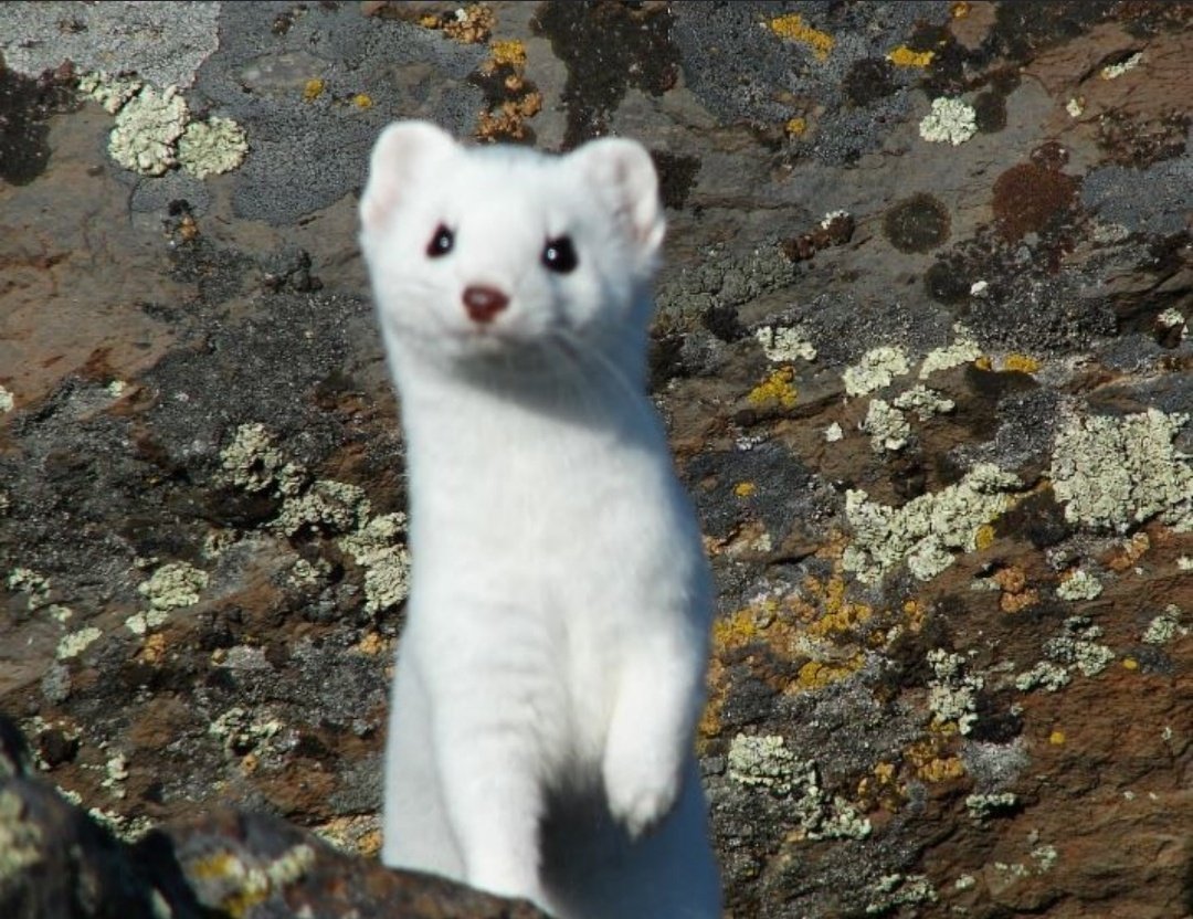 Хорёк Лесной белый