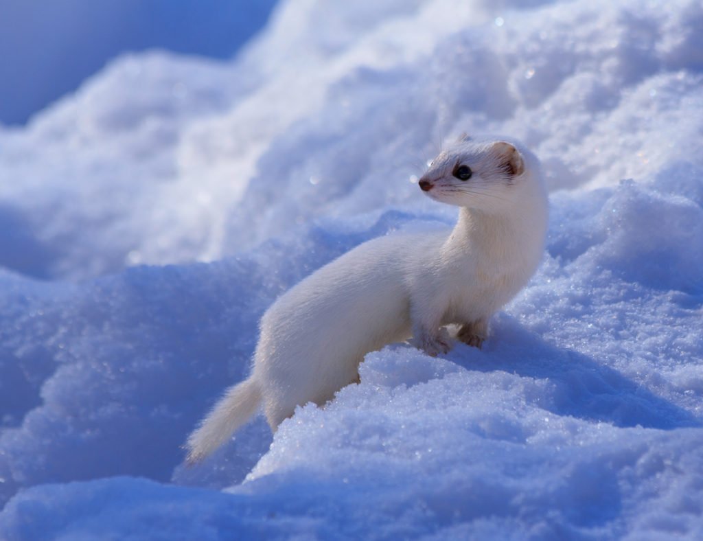 Горностай (Mustela erminea)
