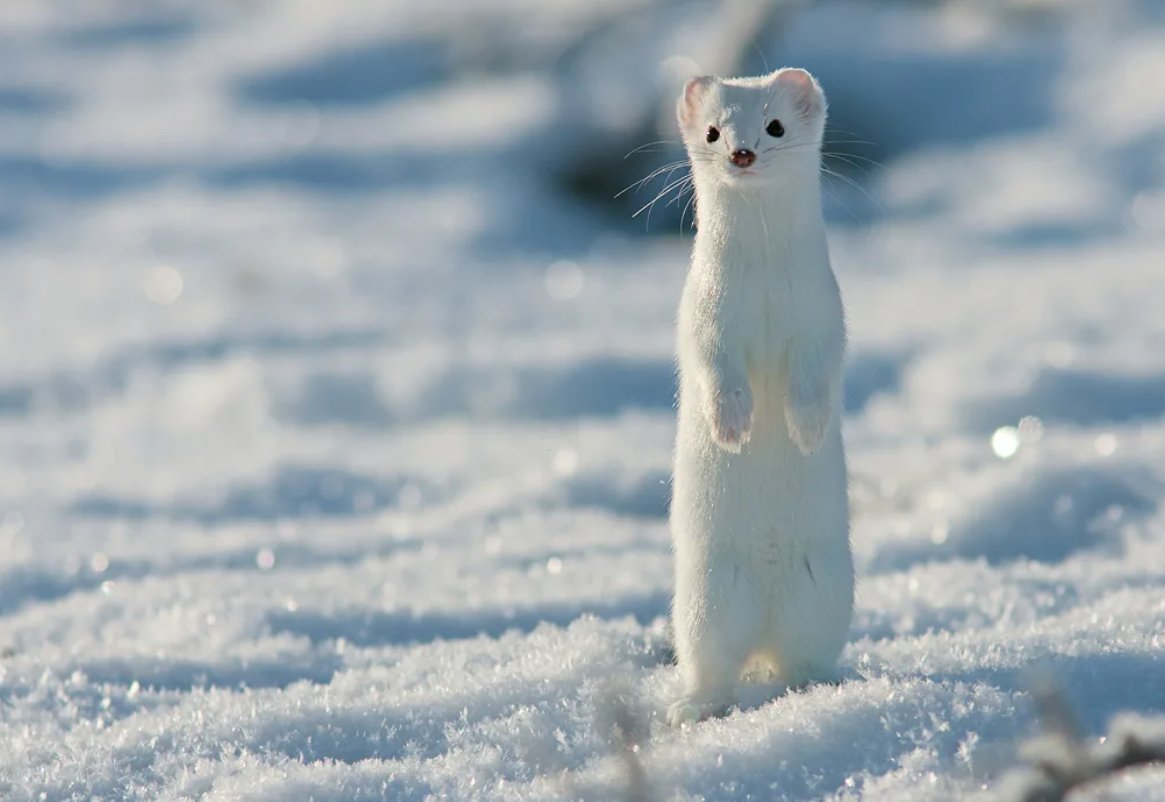 Горностай (Mustela erminea)