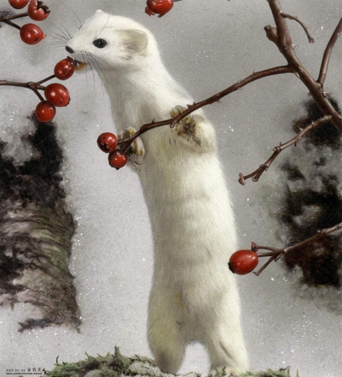 Горностай Северная Америка