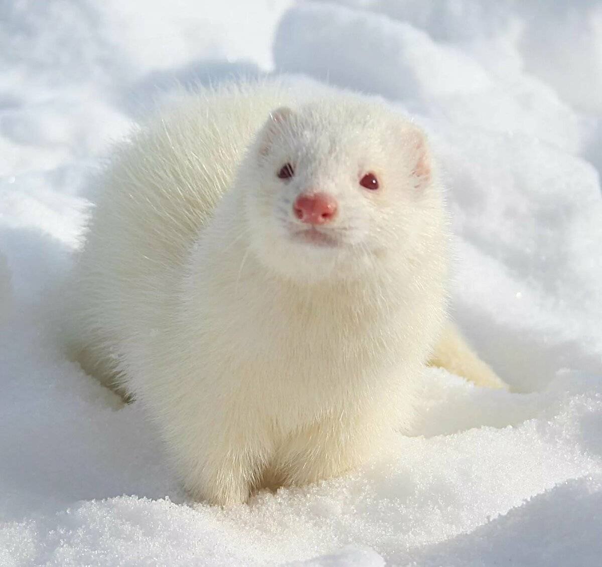 Ласка с добычей