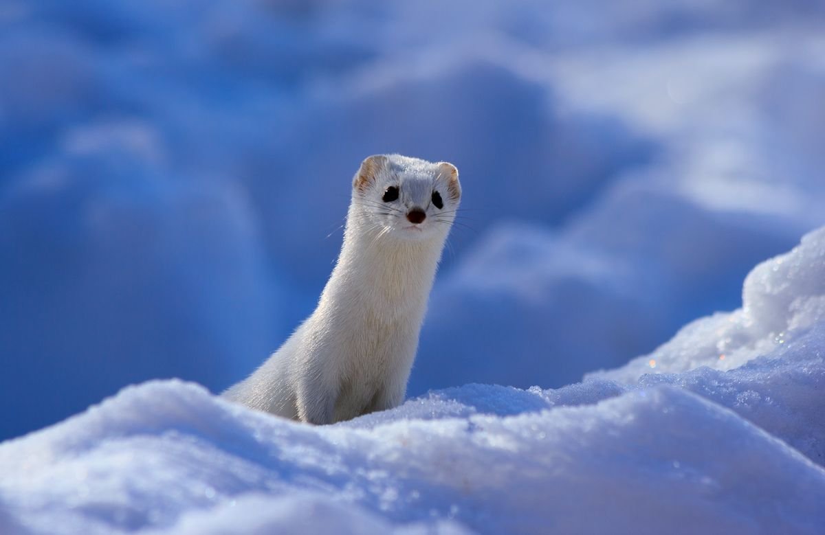 Куница Соболь песец горностай