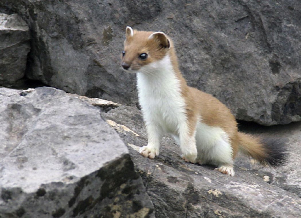 Ласка белая с черными пятнами