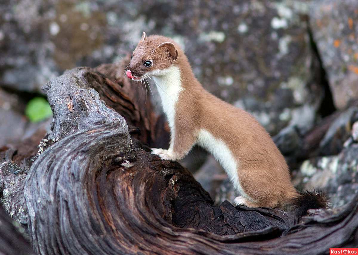 Европейская норка белая