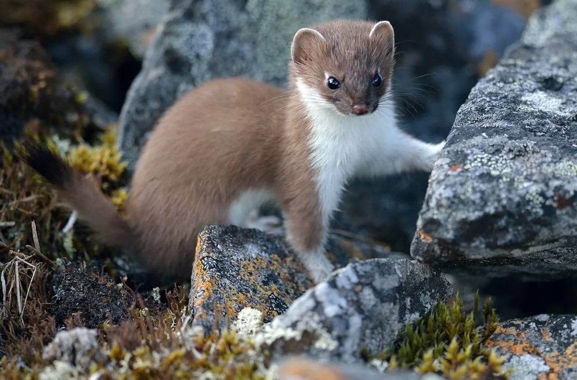 Сиамский горностай