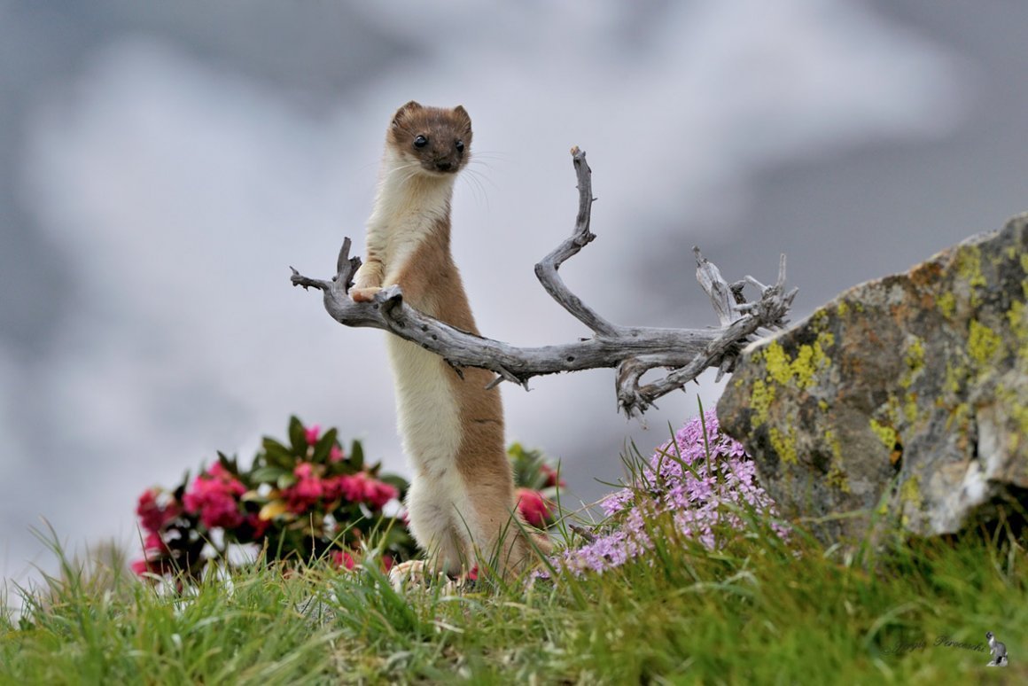 Хорек белый