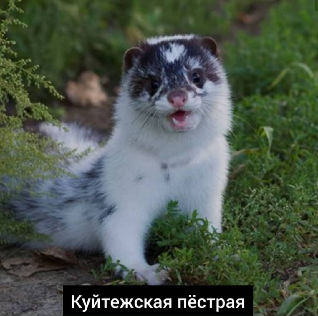 Ласка норка хорёк горностай