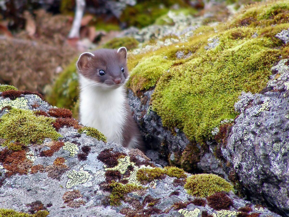 Сиамский горностай