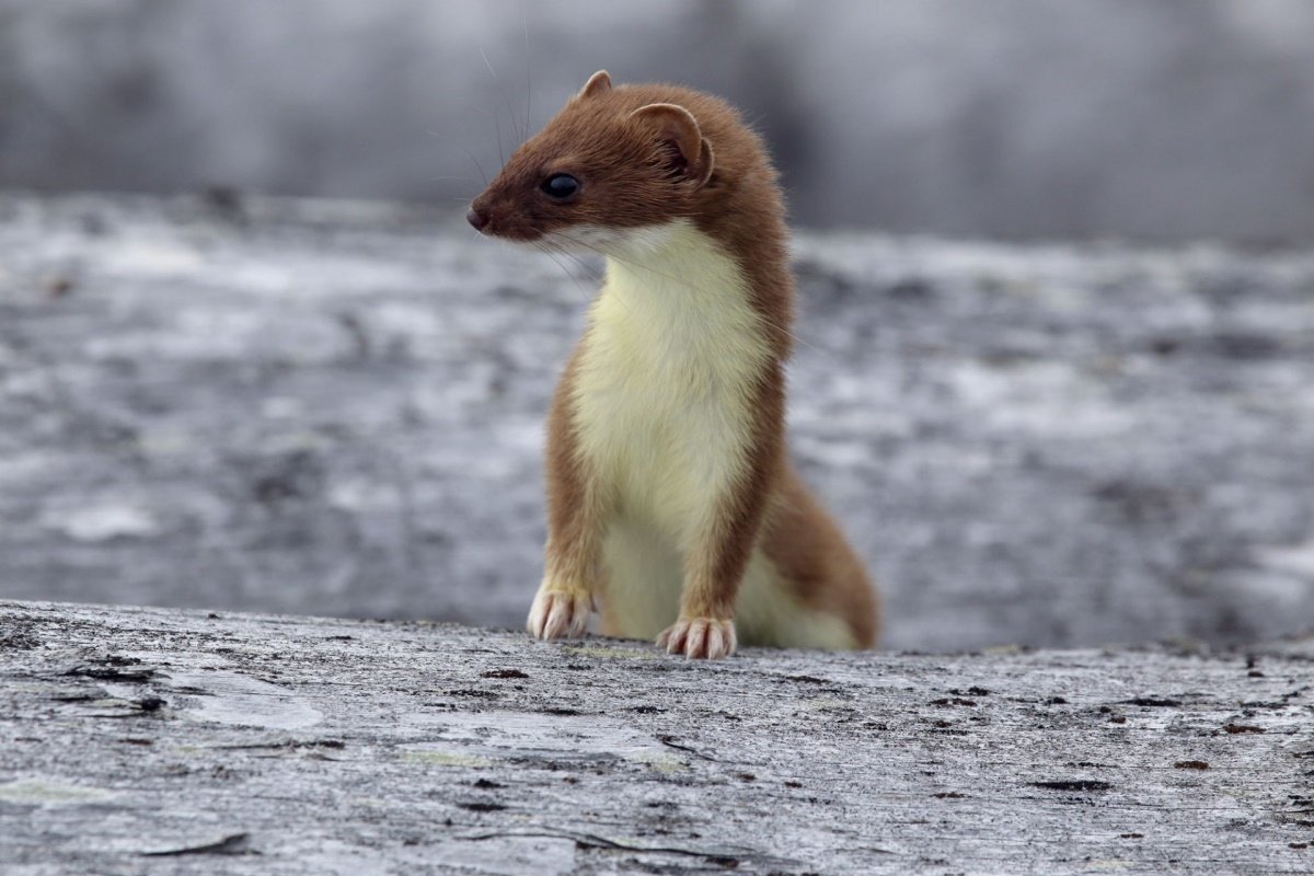Горностай в Чувашии