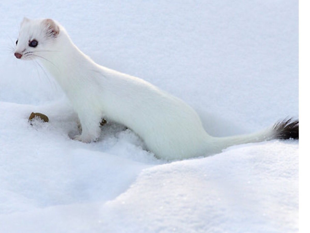 Животные тундры горностай