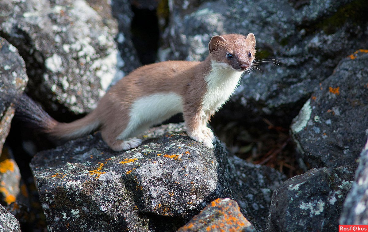 Картинка горностай животное