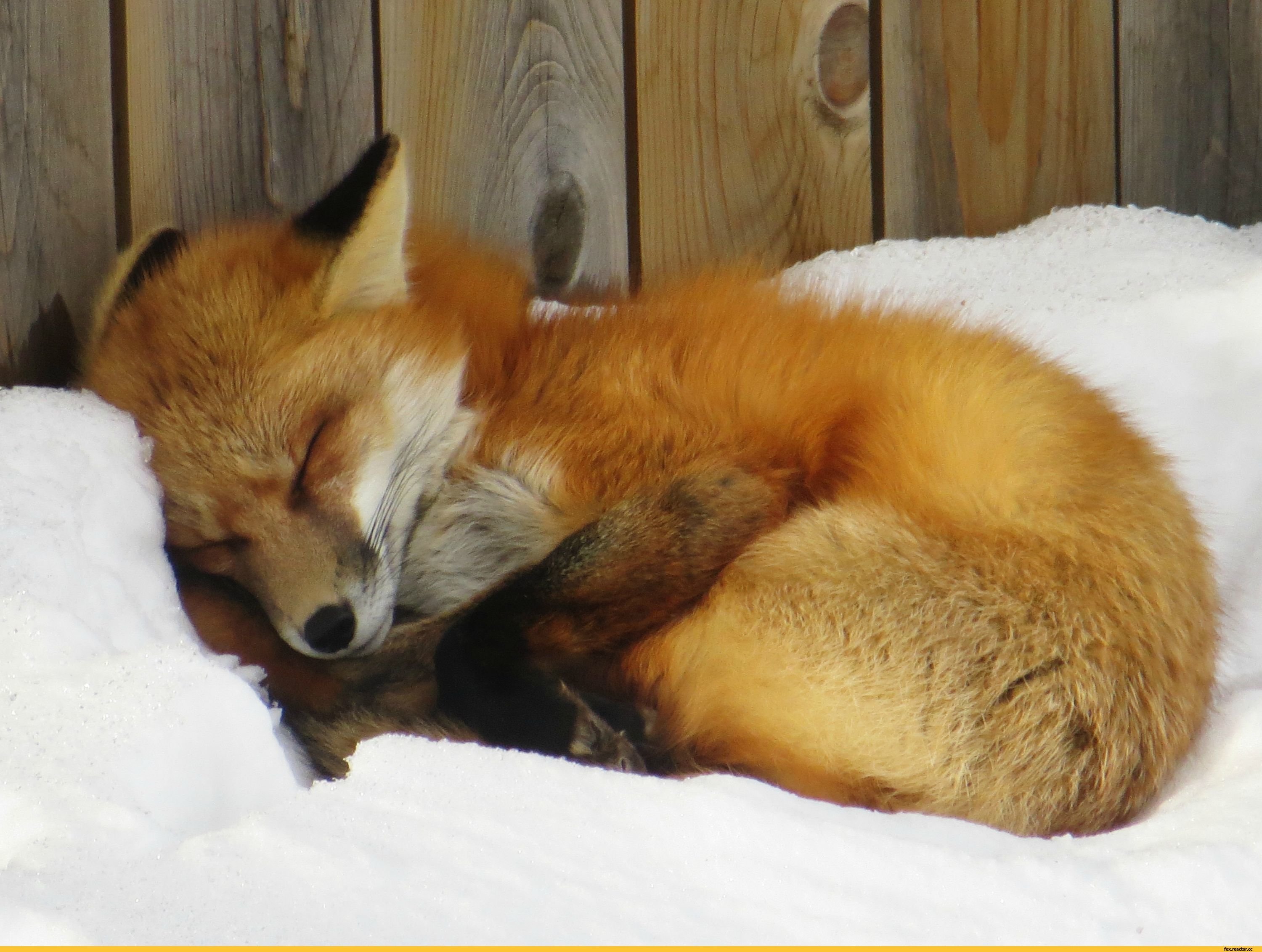 Рыжая лиса во сне. Лиса. Спящий Лисенок.