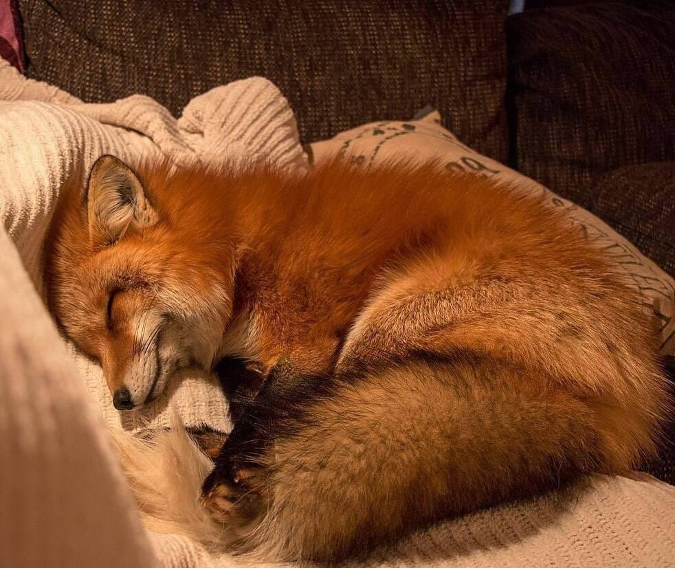 Лисенок спит