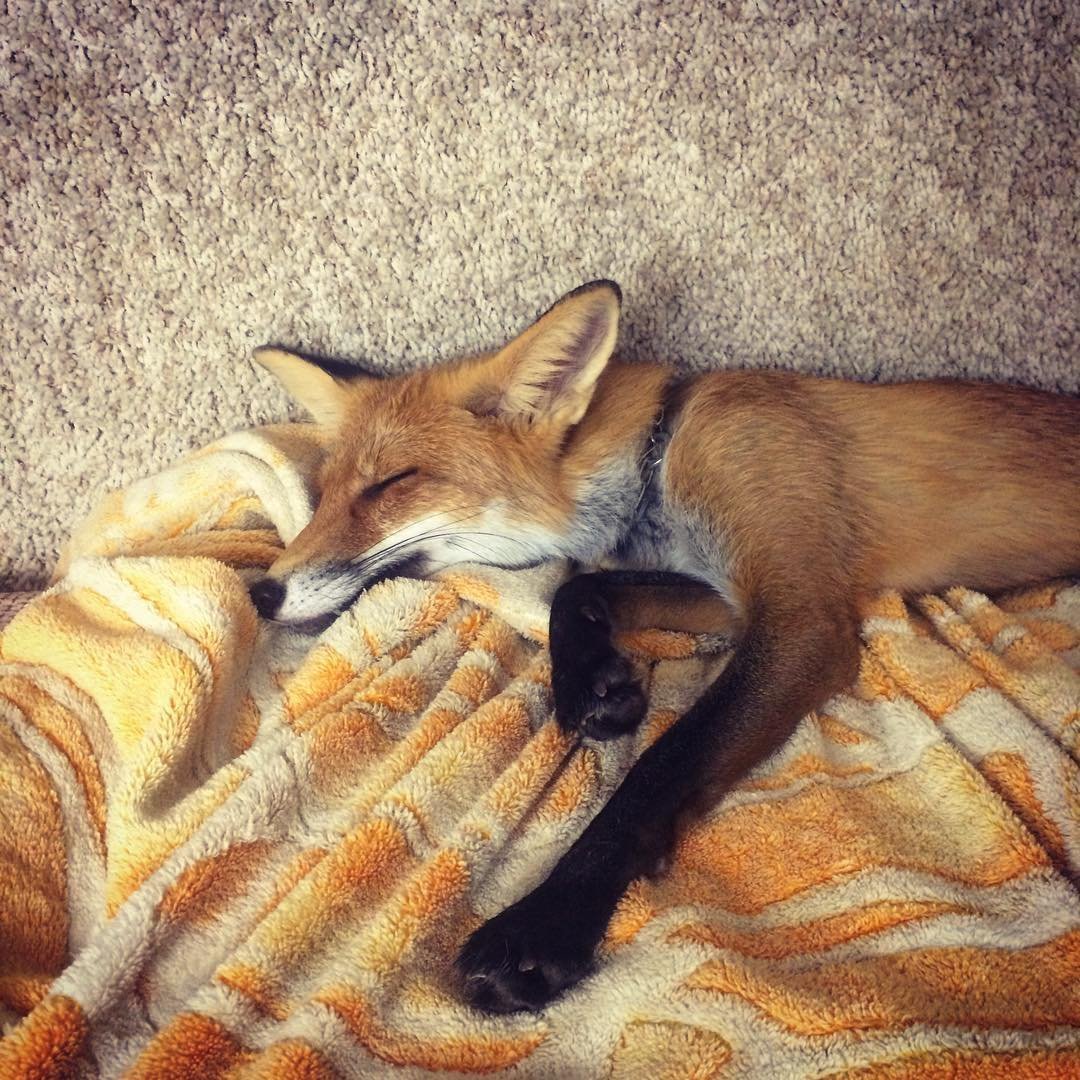 Лиса спит