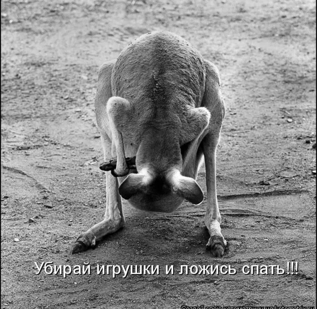 Ты где фото приколы