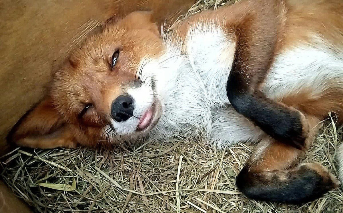 Лиса в кровати