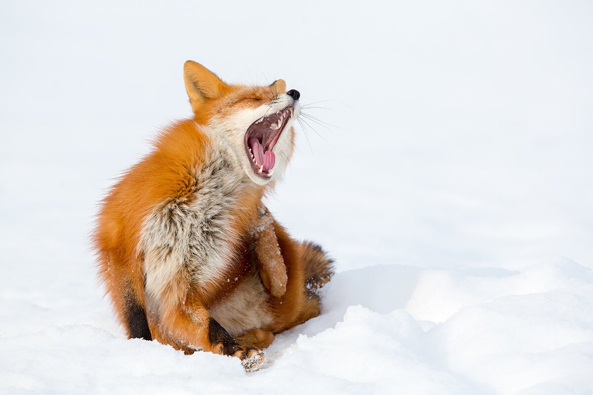 Лисичка спит картинки