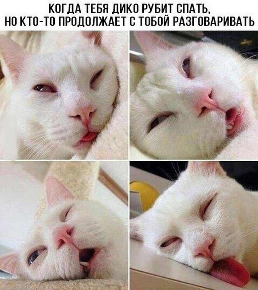 Смешные спящие коты мемы