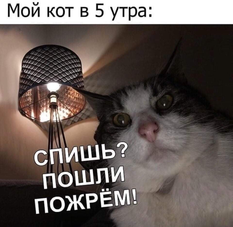 Пошли пожрем кот