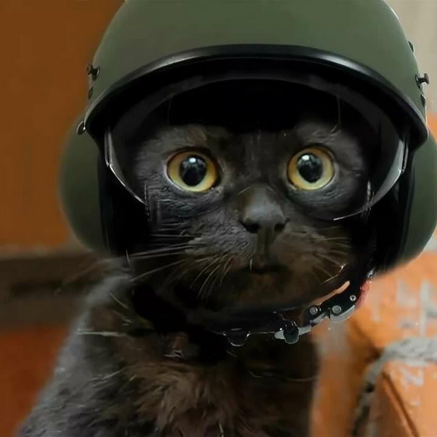 Кот солдат