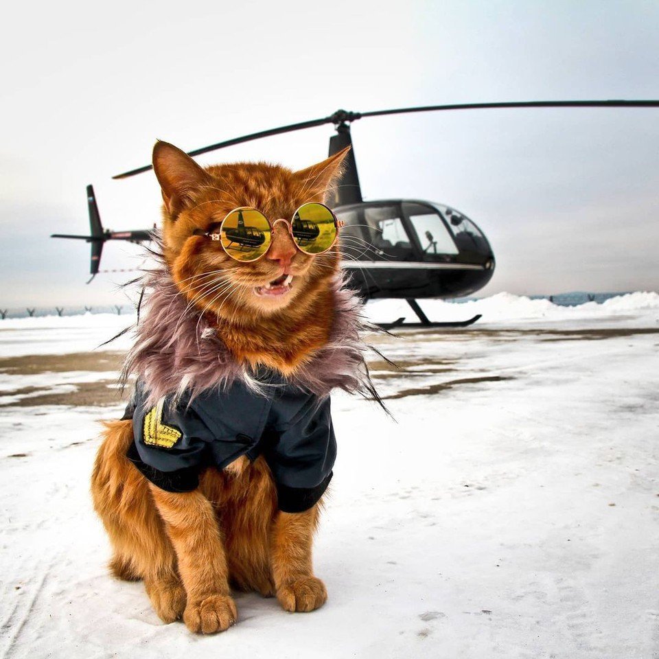 Кот военный пилот
