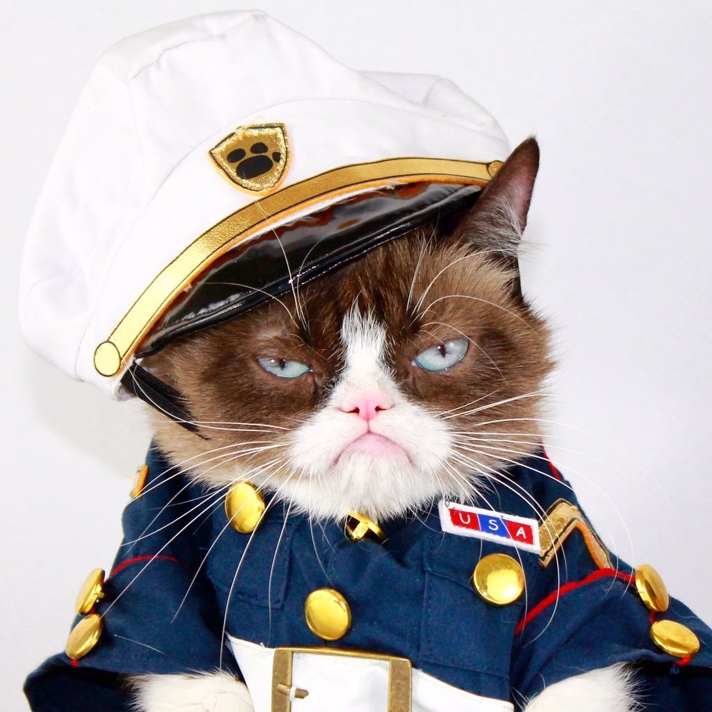 Собака в байкерском шлеме