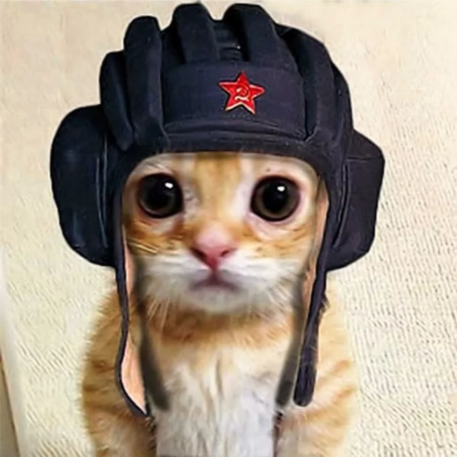 Кот в военной форме