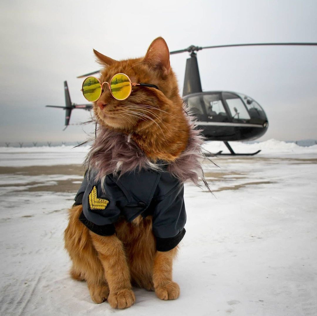 Кот пилот от Натальи Луповой