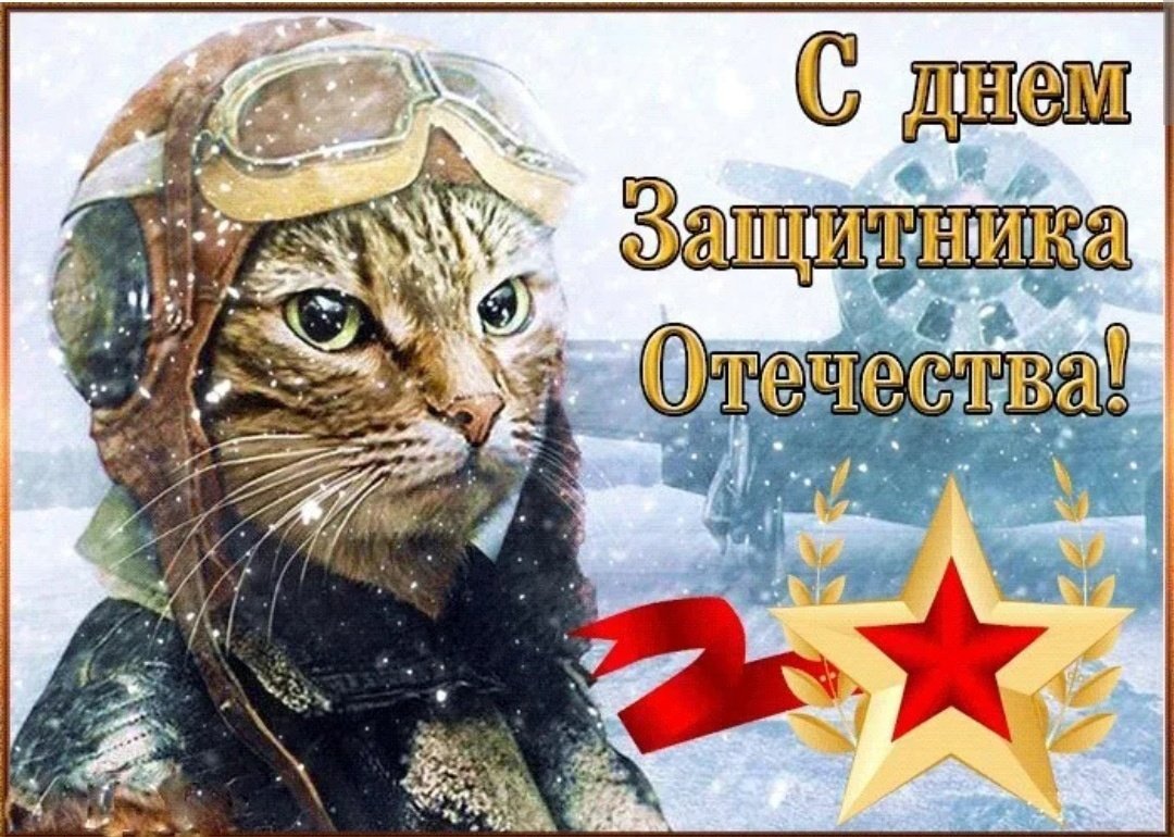 Кот в каске