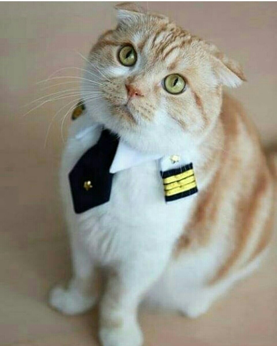 Костюм пилота для собаки