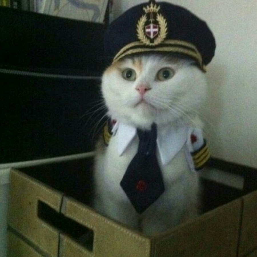 Рыжий кот летчик мультик