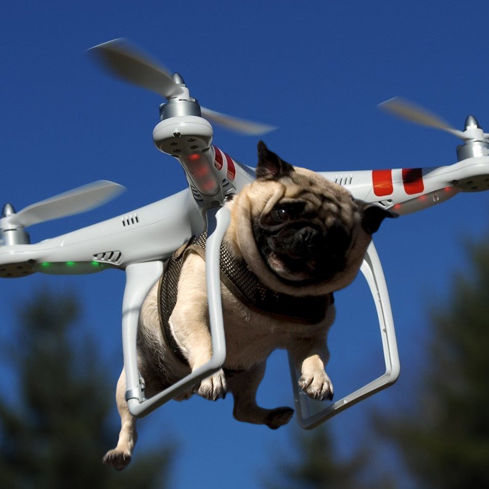 Кот пилот картинки