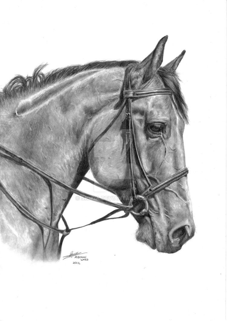 Голова коня карандашом