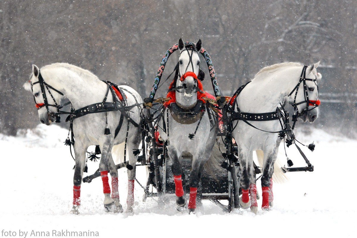 Коренник в упряжке