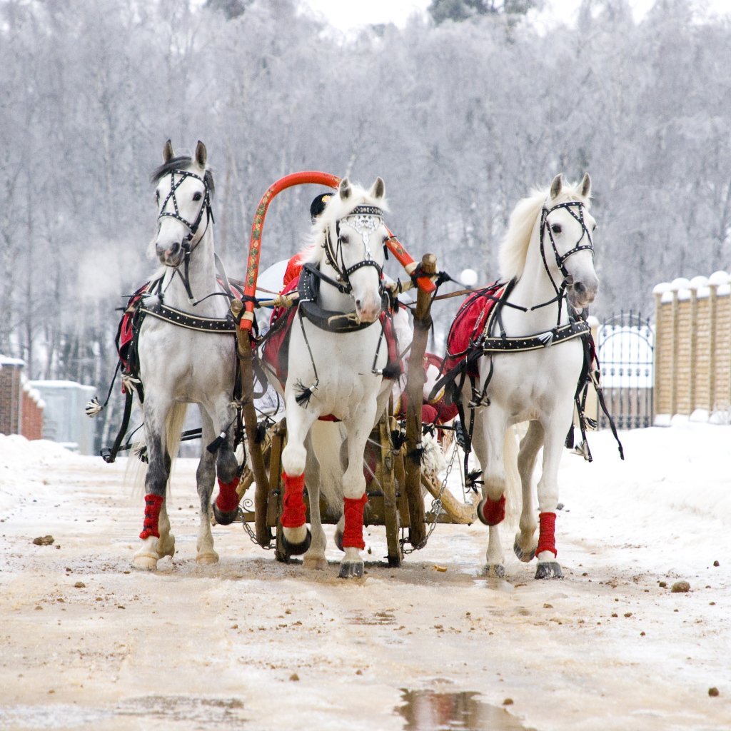 Тройка лошадей с бубенцами