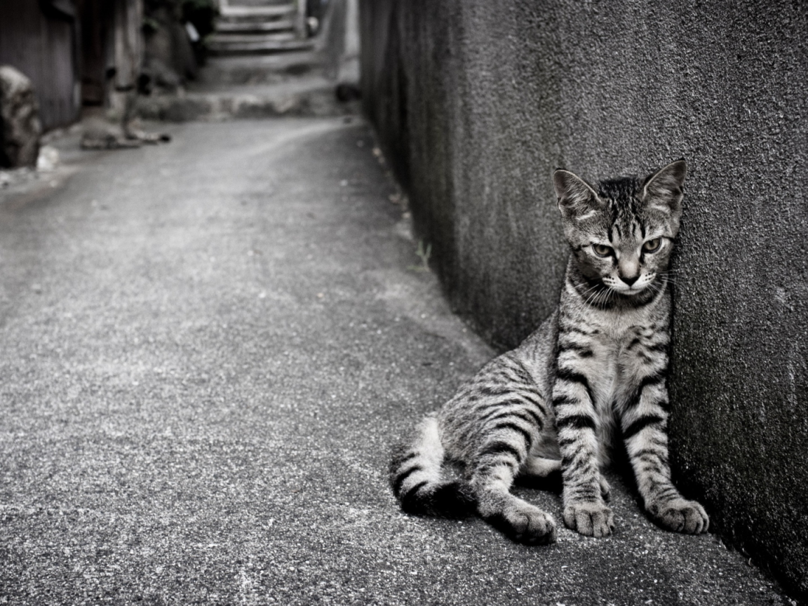 Египетская МАУ