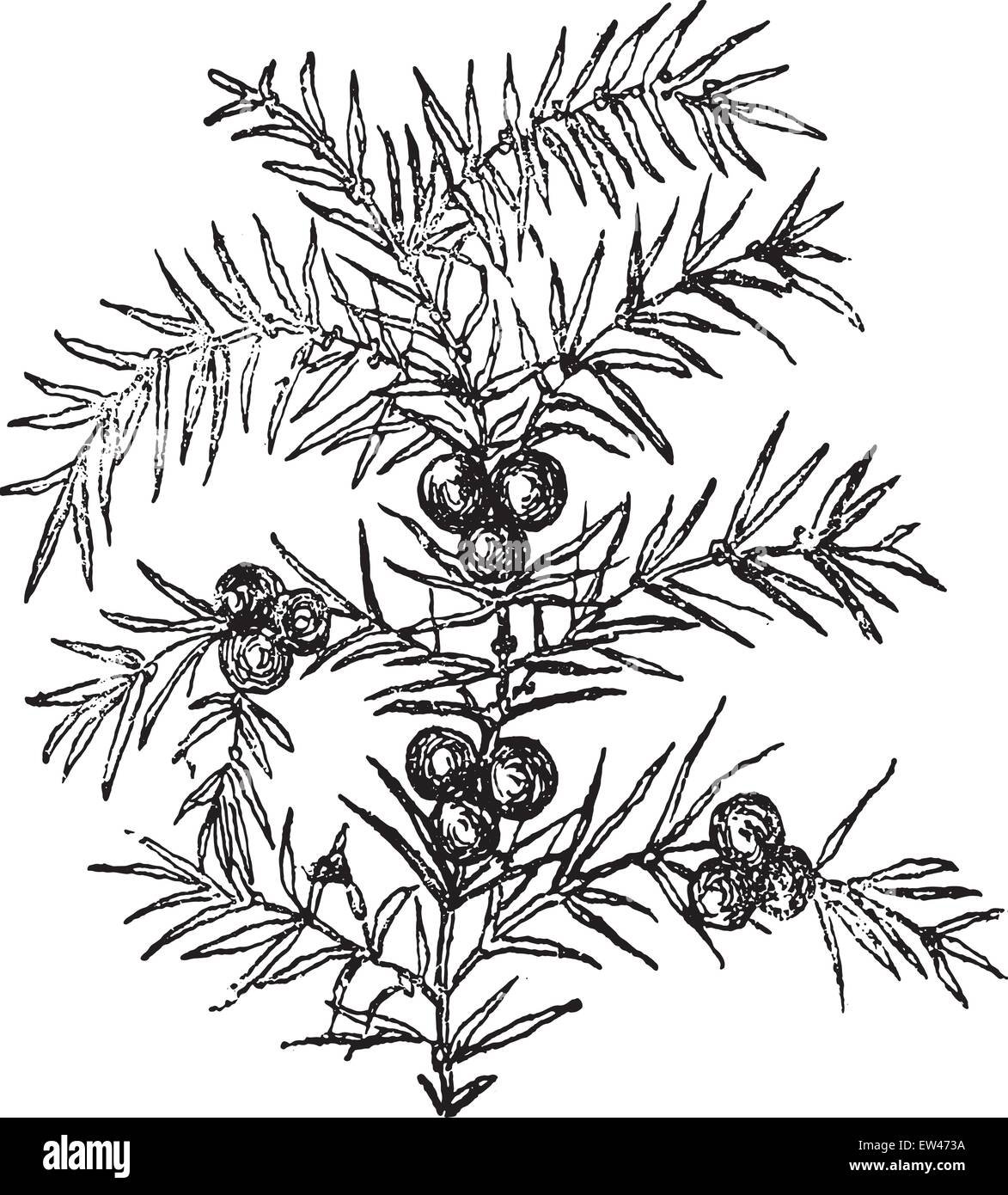 Можжевельник обыкновенный ветка