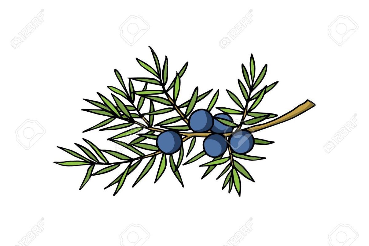 Можжевельник казацкий ветви