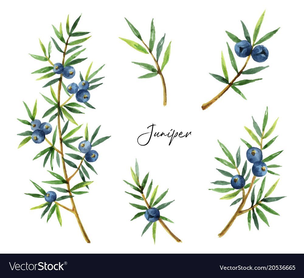 Можжевельник раскраска для детей