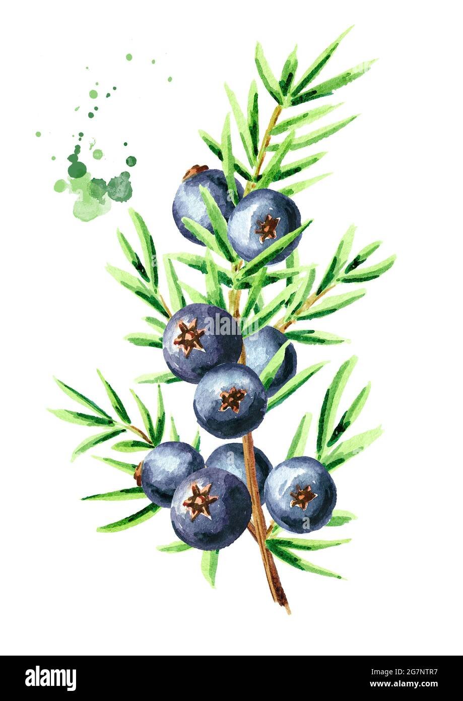 Можжевеловые веточки