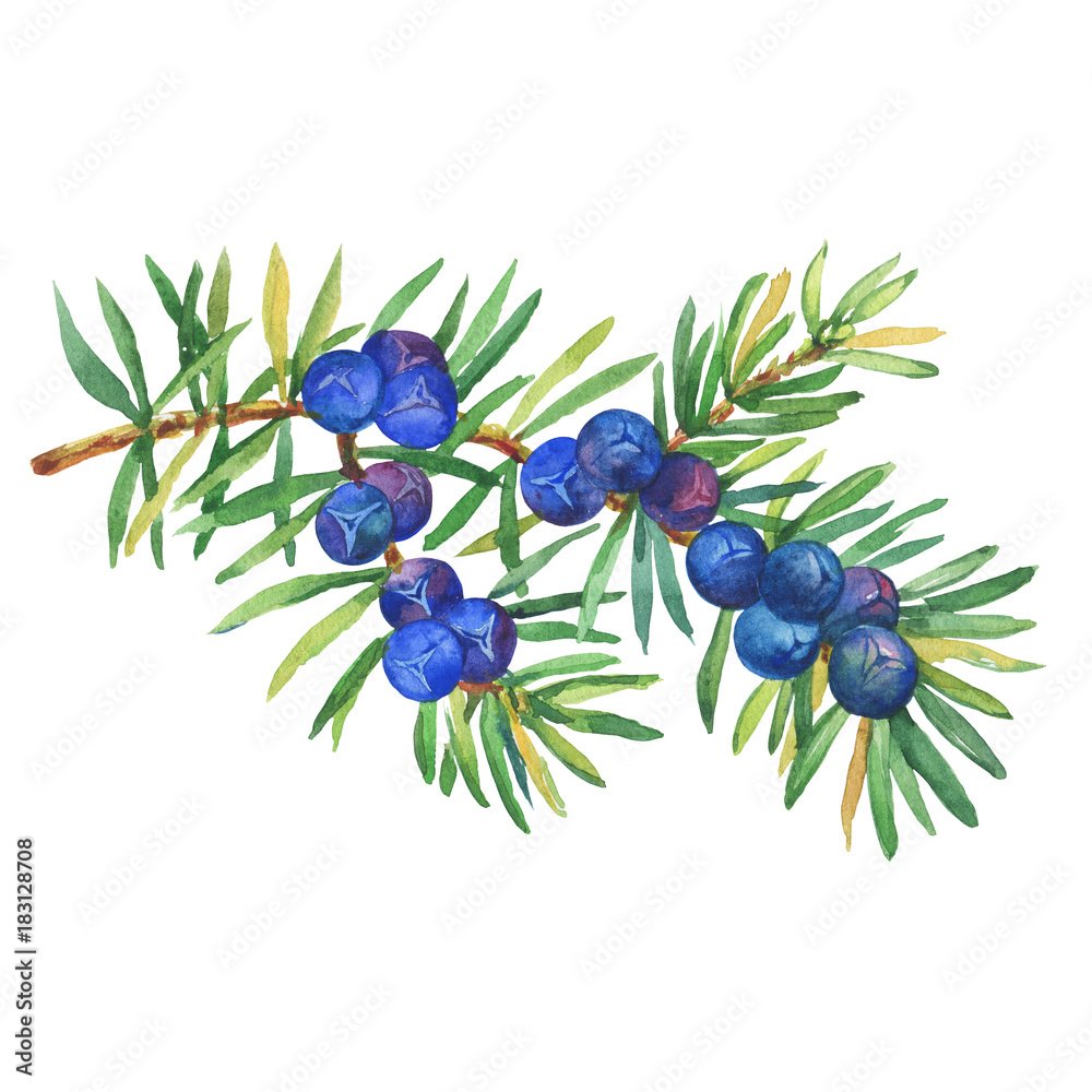 Можжевельник карандашом