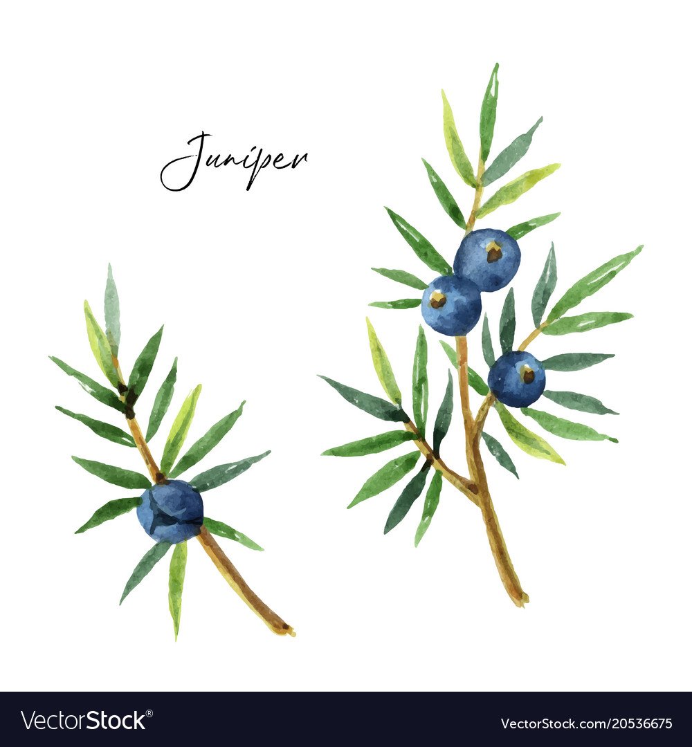 Можжевельник обыкновенный ботаника